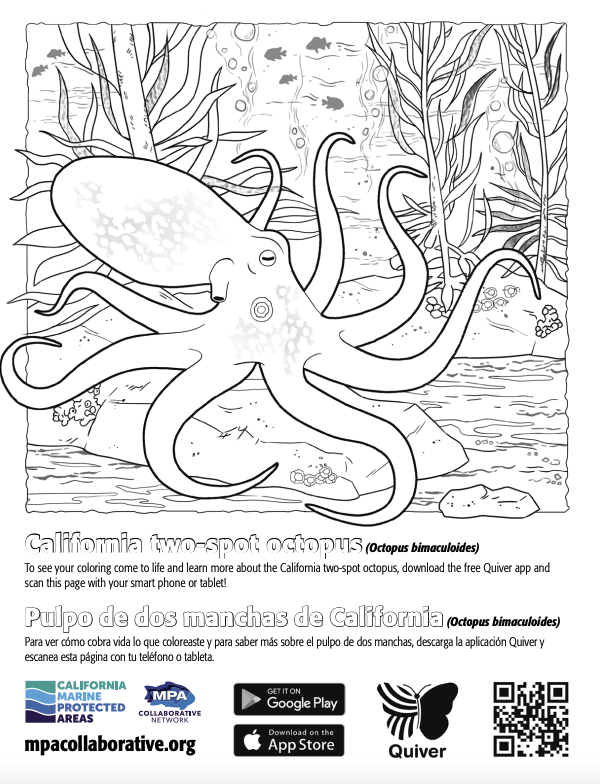 QuiverVision 3D Augmented Reality MPA Coloring Page: California two-spot octopus/Pulpo de dos manchas de California