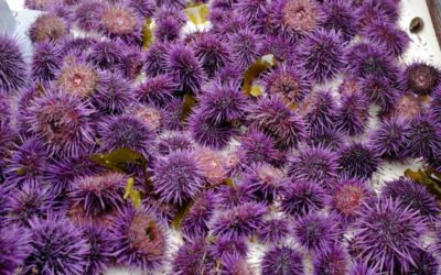 Trapping Millions of ‘Zombie’ Urchins Could Restore California’s Once Mighty Kelp Forests
