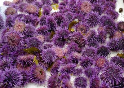 Trapping Millions of ‘Zombie’ Urchins Could Restore California’s Once Mighty Kelp Forests