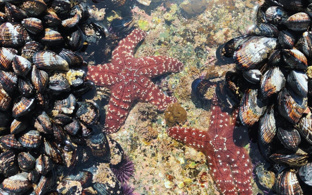 Calling on Bilingual Communities for Translation Project in Orange County!