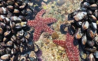 Calling on Bilingual Communities for Translation Project in Orange County!