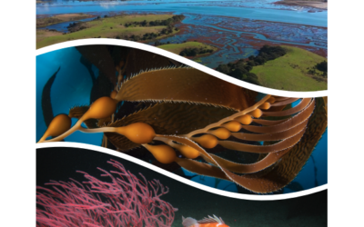 Available Now! MPA Decadal Management Review Report