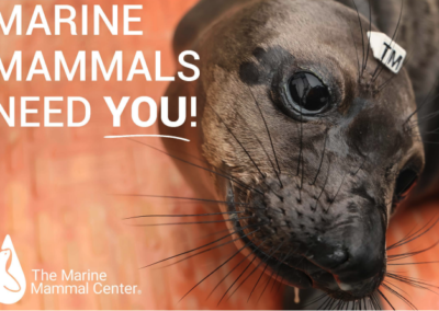 Volunteer with The Marine Mammal Center