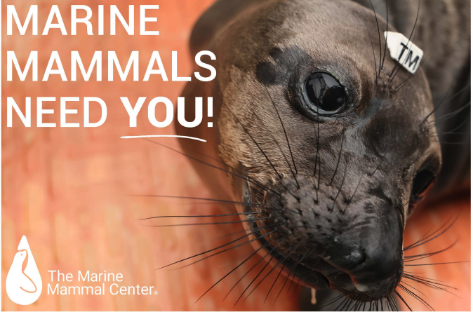 Volunteer with The Marine Mammal Center