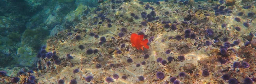 MPA Collaborative Network Launches New Climate Initiative