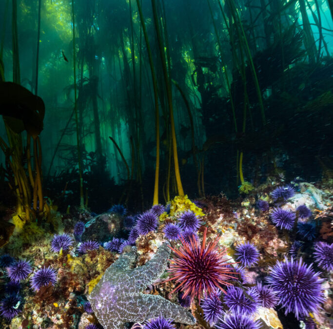 Help the Kelp: How Innovative Science and an Unprecedented New Investment Will Inform the Future of Kelp Restoration in California