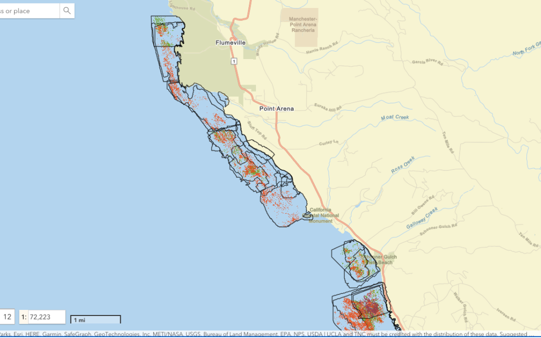 North Coast Kelp Canopy Drone Data Available on BIOS