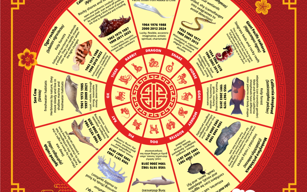 Lunar New Year, Zodiac Wheel of Sea Critters, and our AAPI Community Affinity Group